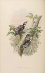 Iyngipicus canicapillus = Dendrocopos canicapillus [2]